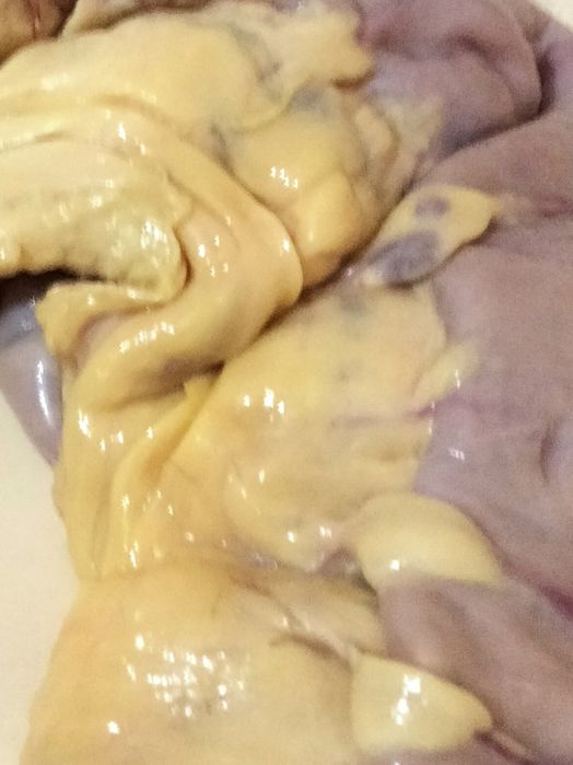 Жирный конский карын.