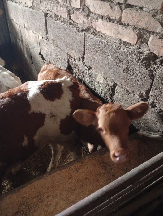 De vânzare tăurași