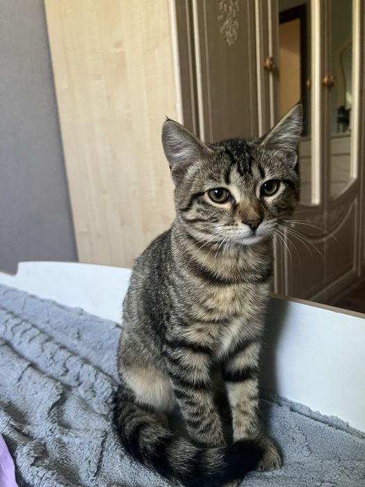 Отдам кошку в добрые руки