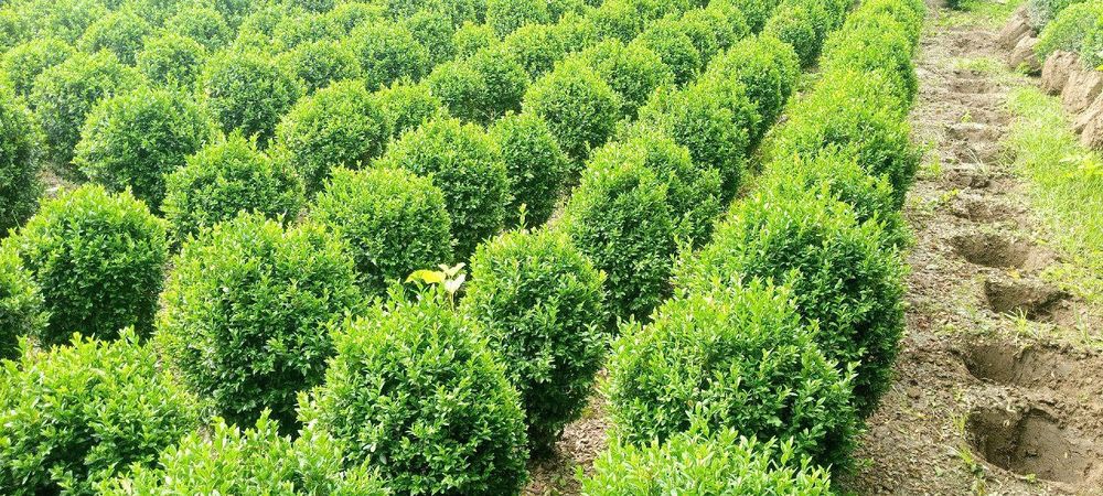 Продаются ёлки/Арчалар сотилади