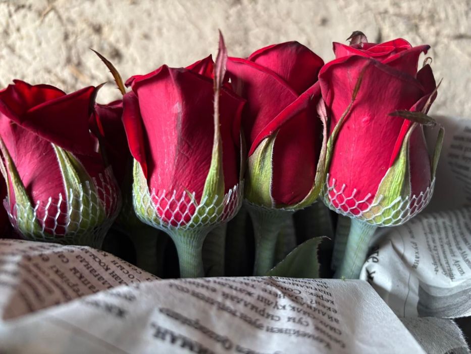 Розы по 900тг рост 120см