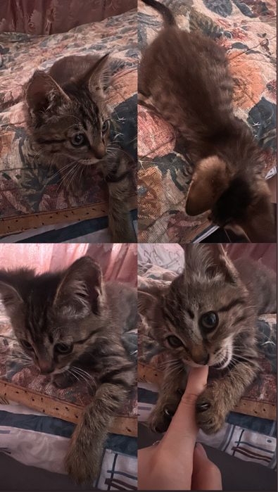 Котенок, 2-3месяца