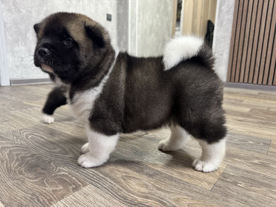 Щенки Американской Акиты