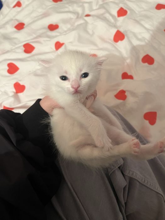 Котята в добрые руки!