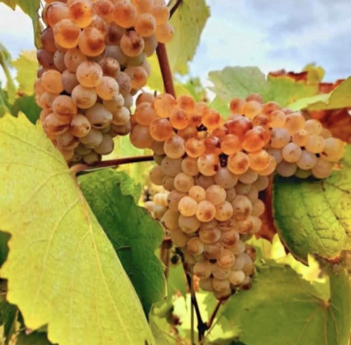 Struguri de vin producator