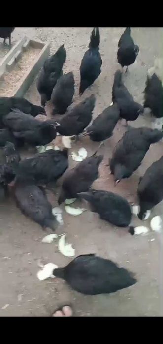 Puicuțe și cocoșei au peste 4 luni