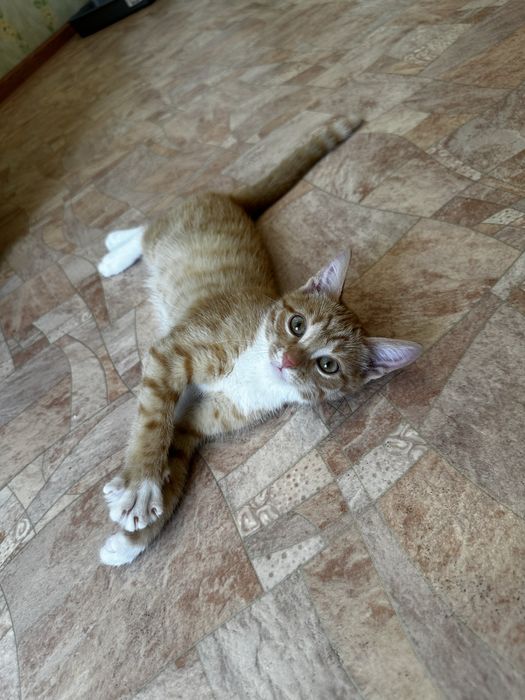 Очаровательные котята в добрые руки!
