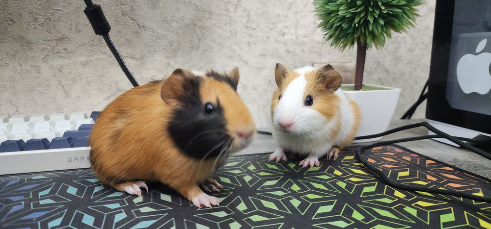 Продам 2 свинок Американские