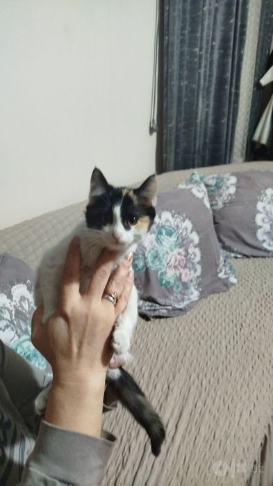 Котенок мальчик, 2 мес