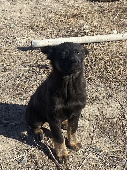 Шенки европейский овчарки