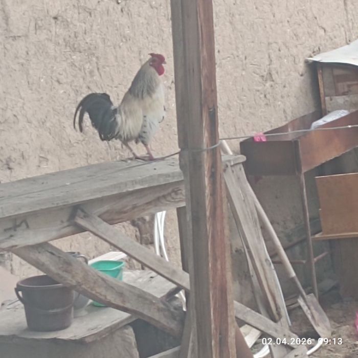 Японча алиш мукунам,киба мокиёнчеш хаст