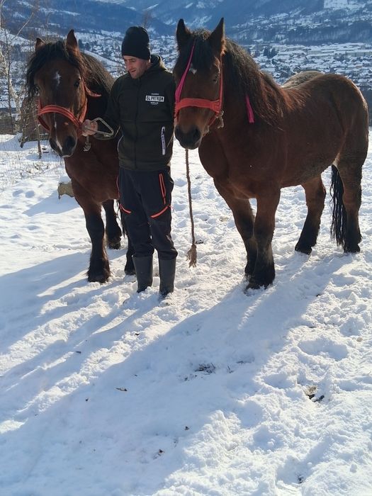 Cal castrat si armăsar