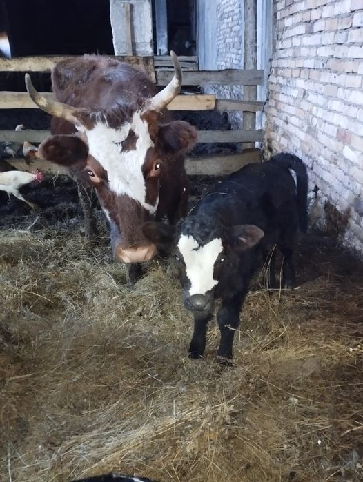 Продам корова с теленка