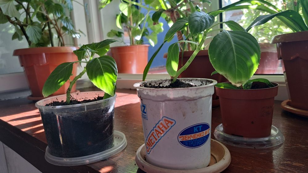 Продам цветы в Коктале