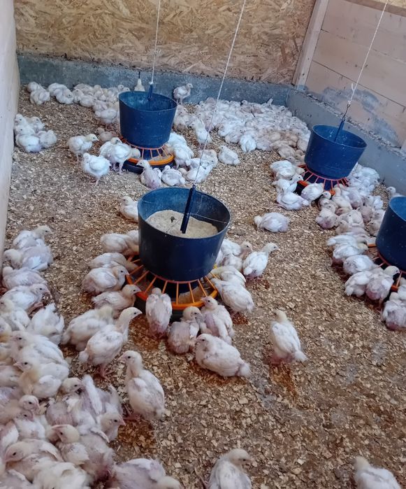 De vanzare puikute rasa mixta si pui