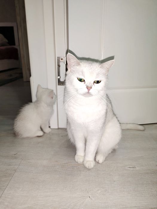 Британские шиншиллы