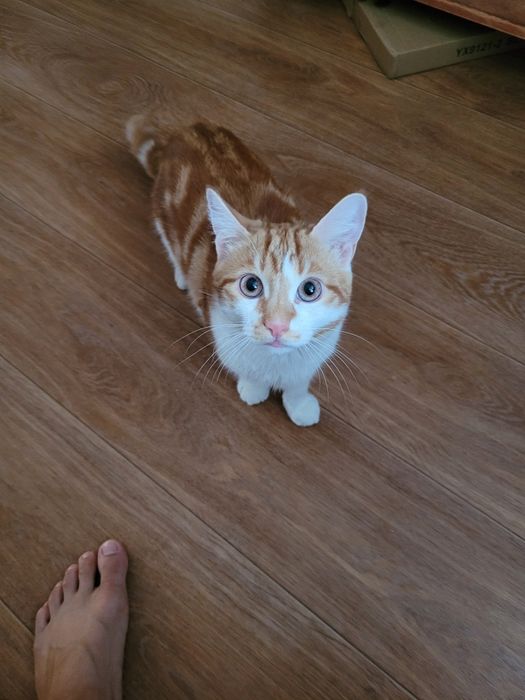 Отдам кота в добрые руки 5месяцев