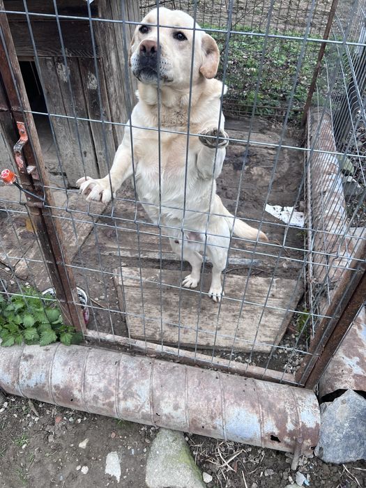 Donez câine labrador
