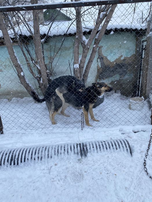 Восточно европейская овчарка