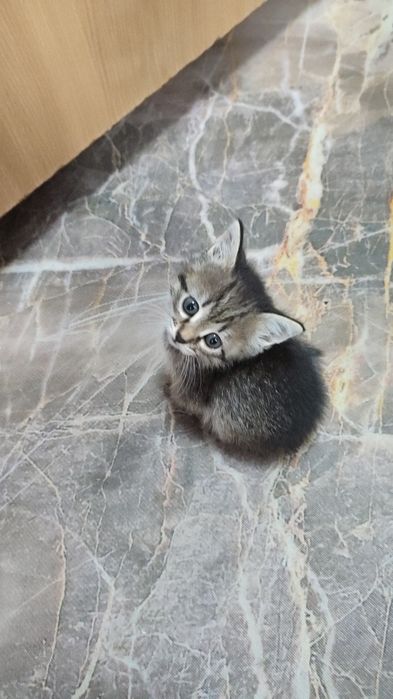 Отдам котят бесплатно