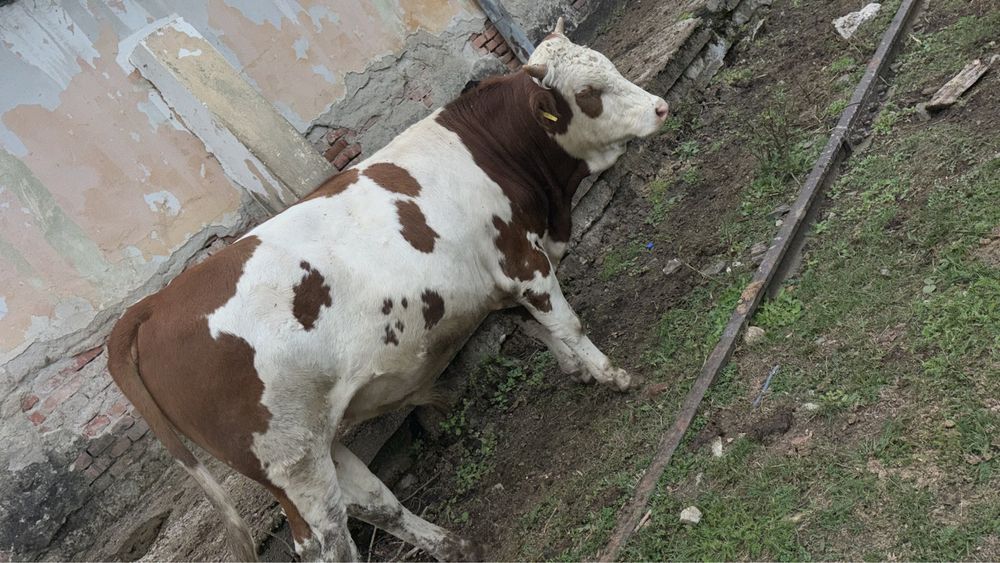Vand Taur Bălțat