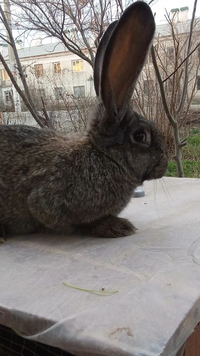 Кролики продаются