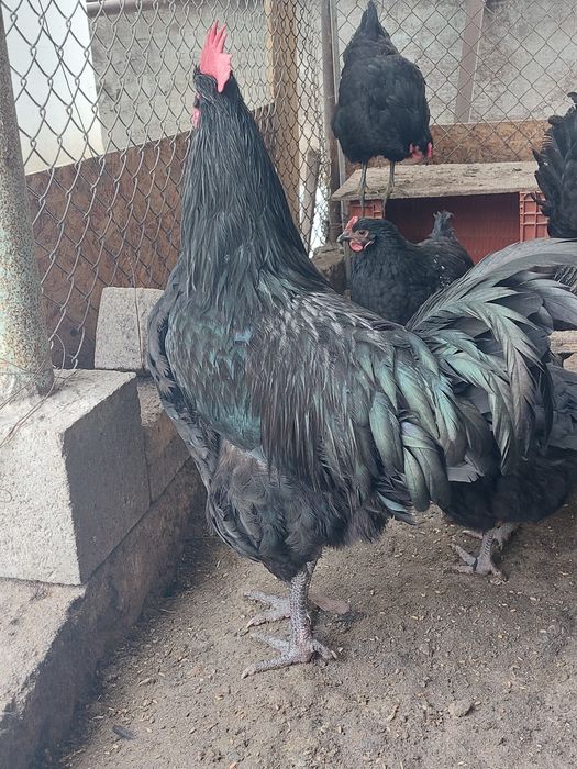 Куры и петухи черные