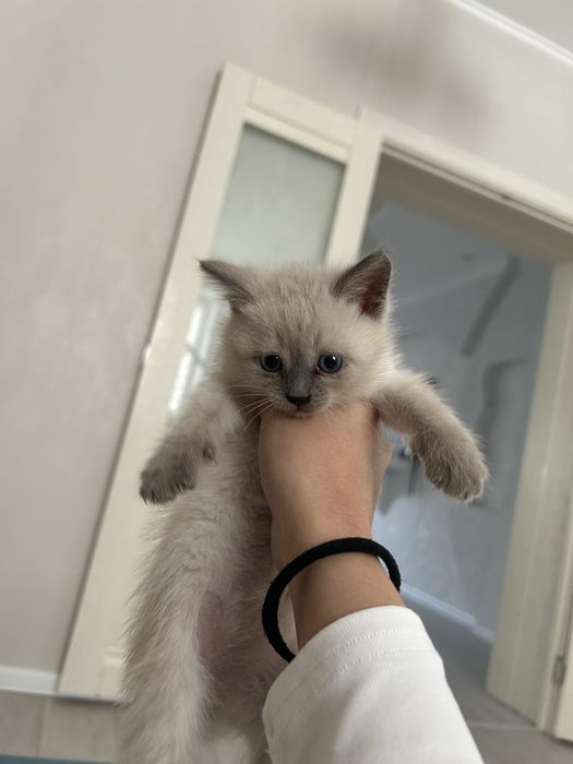 Отдас даром котенк