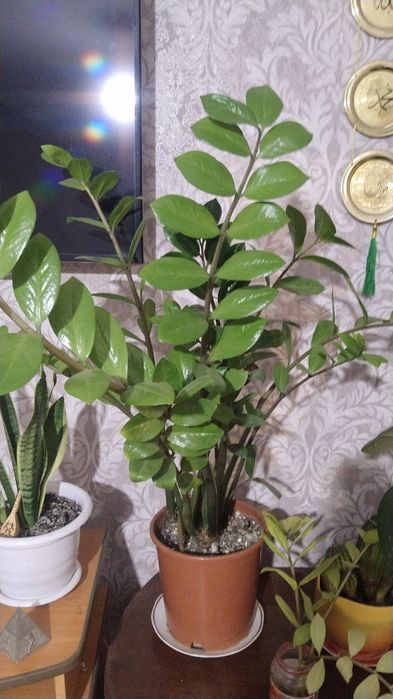 Продаю цветы для дома и офиса
