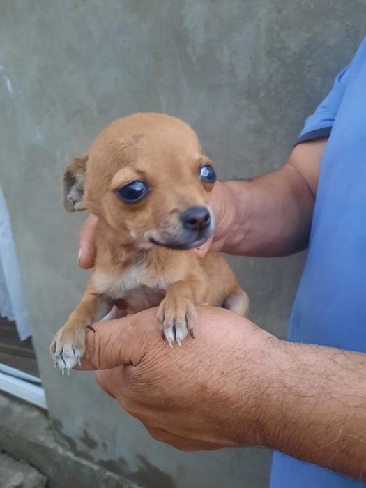 Маленькая чихуахуа