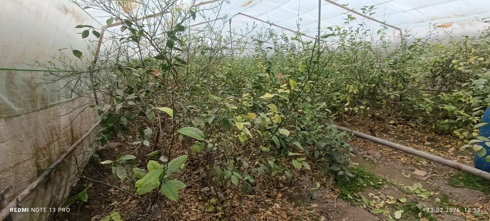 Лимон кўчатлари сотилади