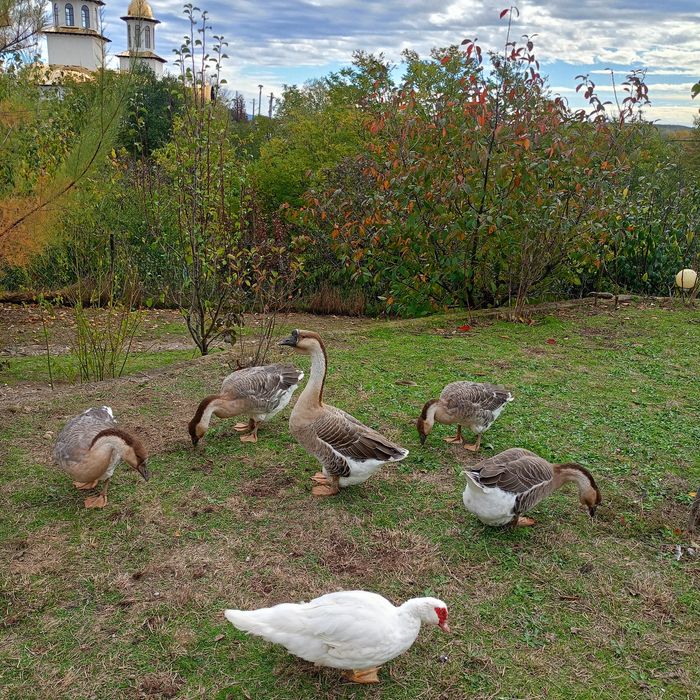 Gâscani leșești,1 de 2023 și unul 2025