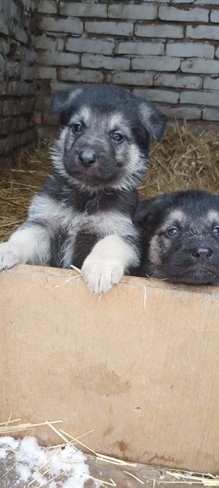 Резерв. Щенки ВЕО