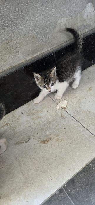 Мушукчалар кораси хам бор