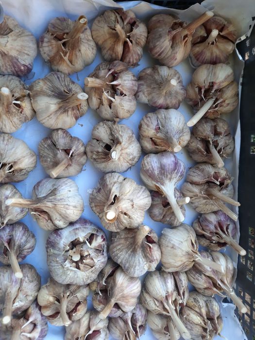 Продам домашний чеснок