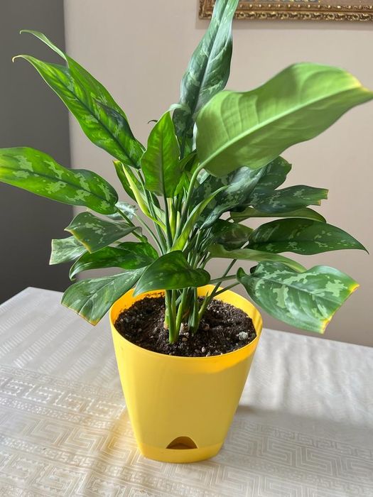 Продам комнатные цветы.