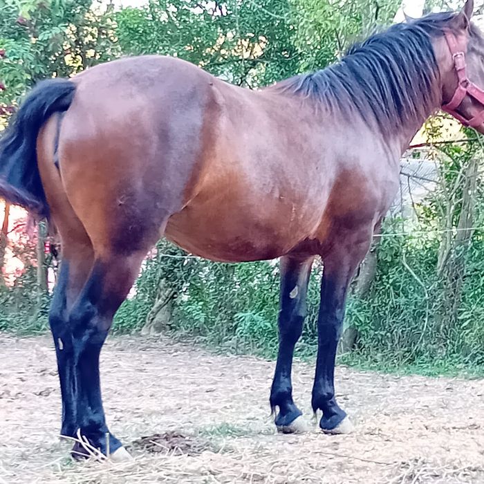 Vând mânză de 3 ani