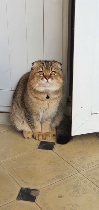 Вязка золотой окрас шиншилла ny 25