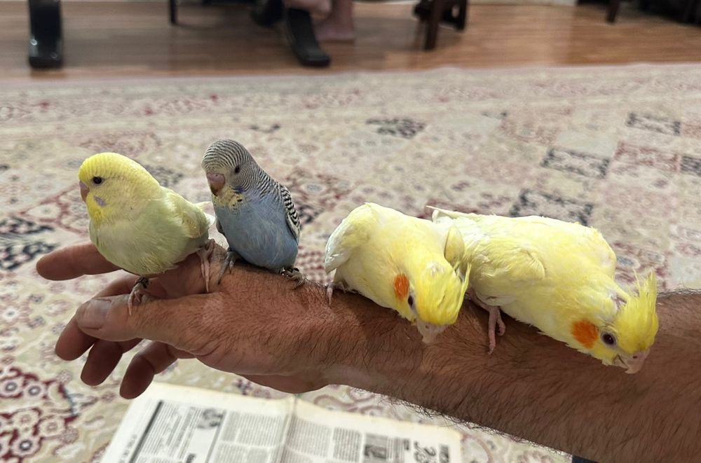 Ручные попугаи молодые кореллы