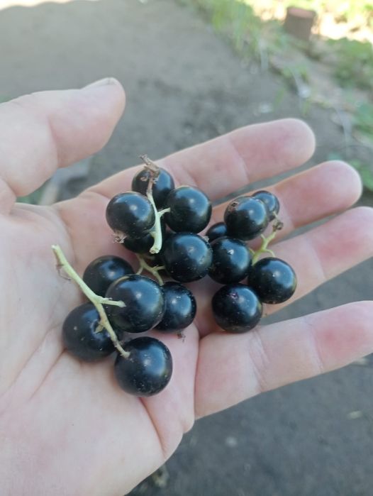 Продам дачу 28 маршрут