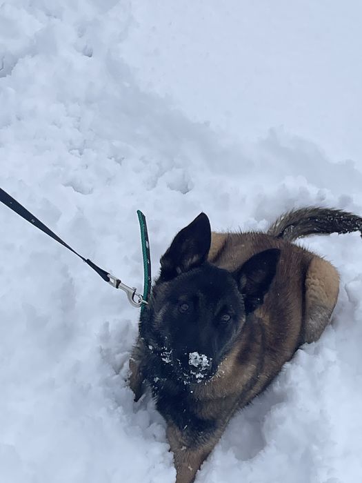 Белгийская овчарка Малинуа