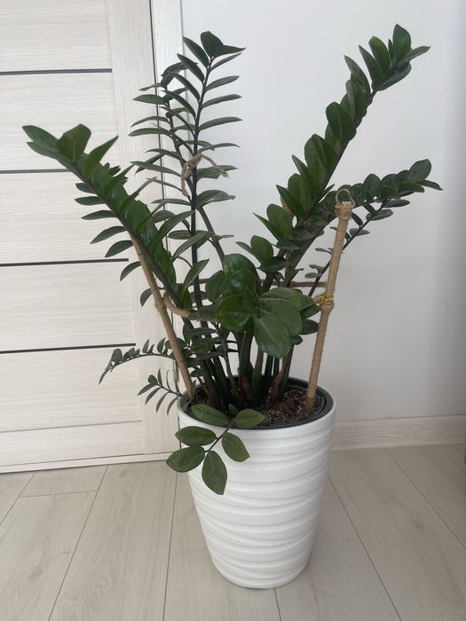 Продам комнатные цветы