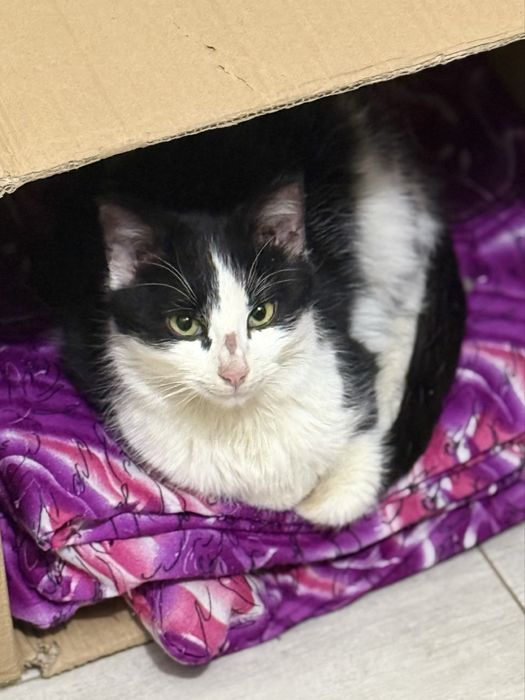 Котик ищет дом и любящих хозяев