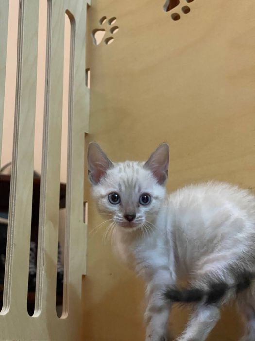 Элитные бенгальские котята!