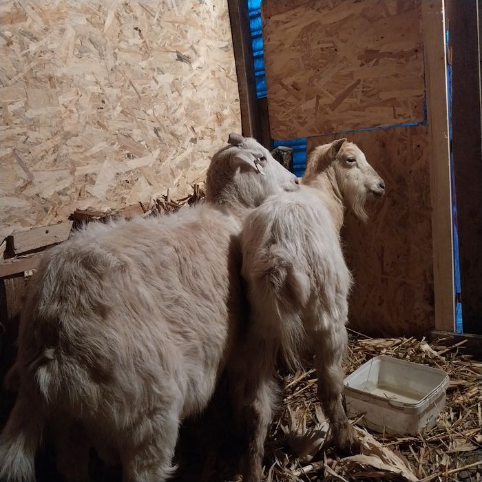 Vand sau schimb 2 capre gestante pe o oaie gestanta