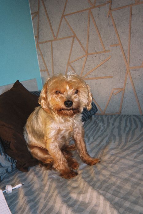 Pet-sitting, bona pentru animale