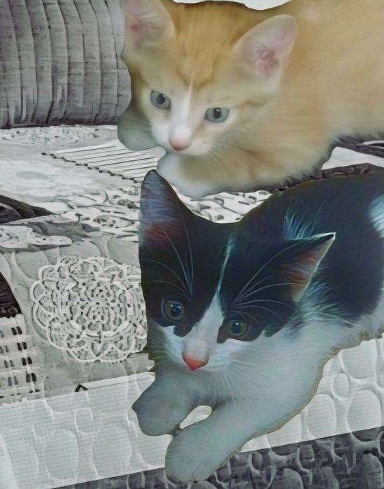 2 котенка ждут вас, забирайте нас