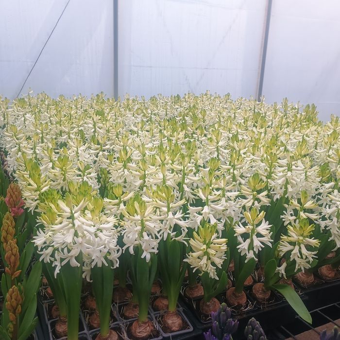 Zambile la ghiveci i