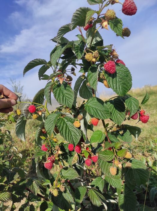 Малина, элитный сортлар Маравила,Полана, Полька,
