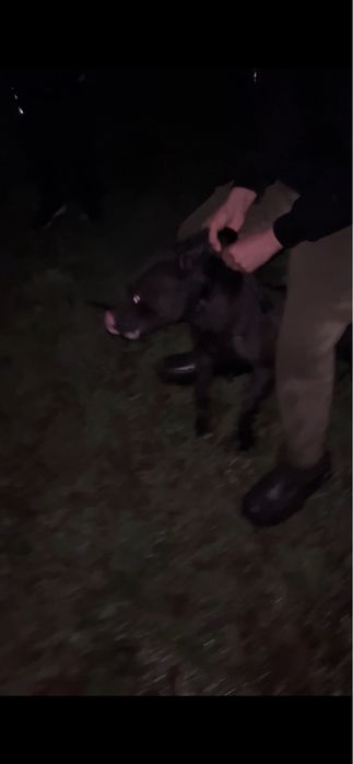 рр питбуль собака